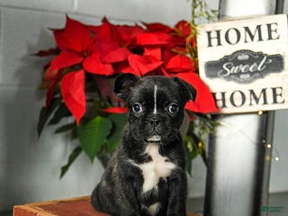 Frenchton dogs Dash - Ad 41