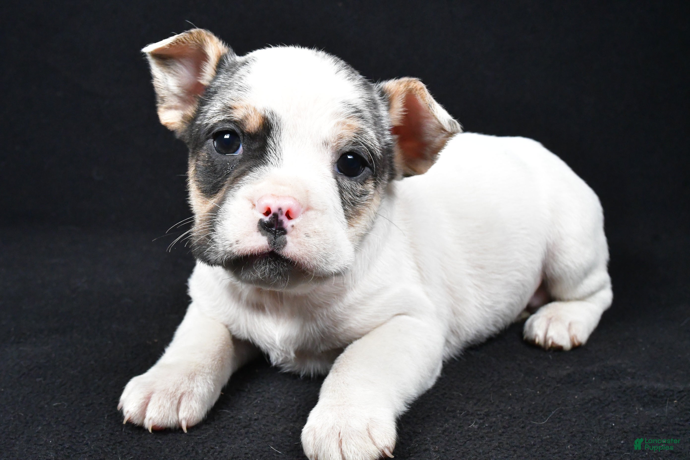 Mixed Breed dogs Jasper - Ad 5