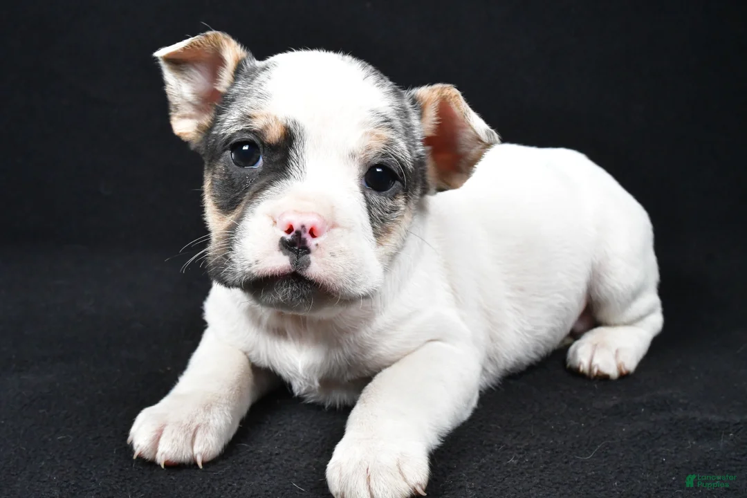 Beabull dogs for sale: Jasper - Ad 1