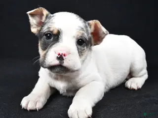 Mixed Breed dogs Jasper - Ad 5