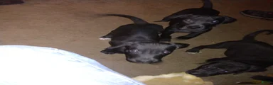 Great Dane 10