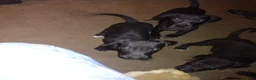 Great Dane dogs for sale: Great Dane 10 - Ad 1