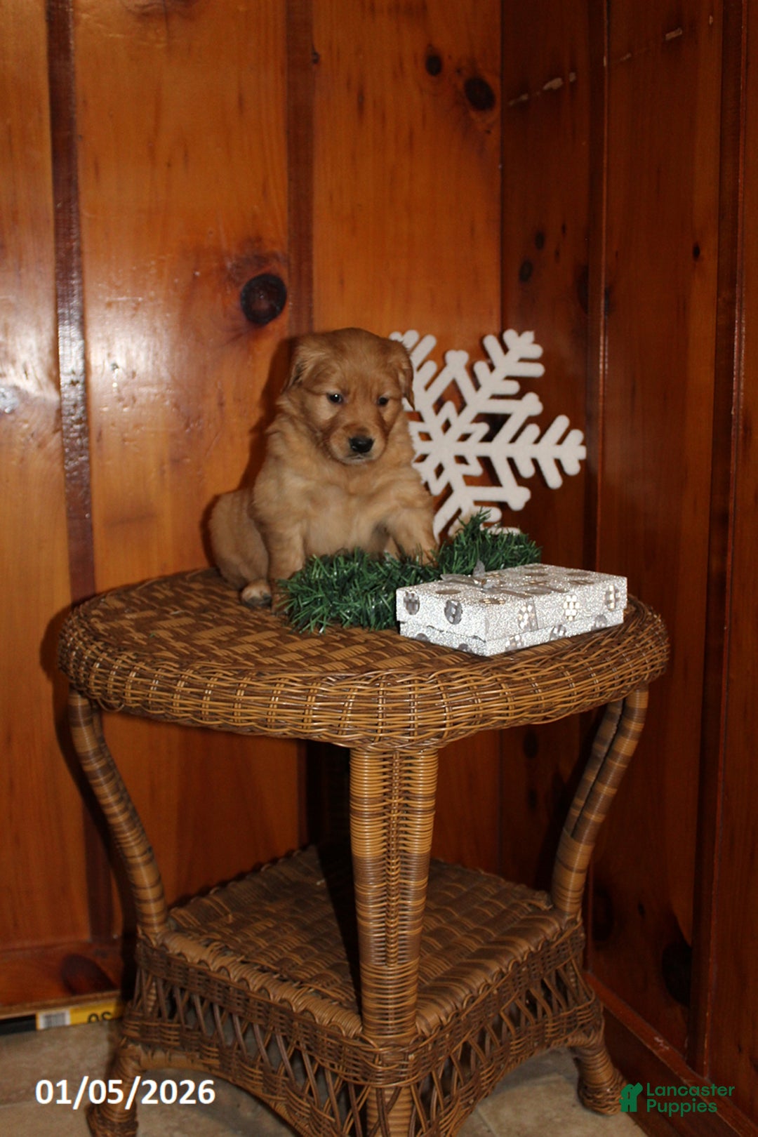 Golden Retriever dogs for sale: Sage - Ad 2