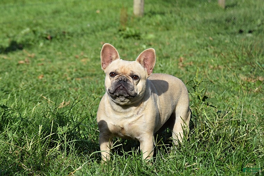 French Bulldog dogs Nala - Ad 2