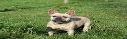 French Bulldog dogs for sale: Nala - Ad 2