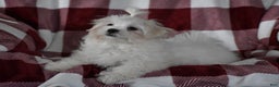 Maltese dogs for sale: Finley - Ad 9