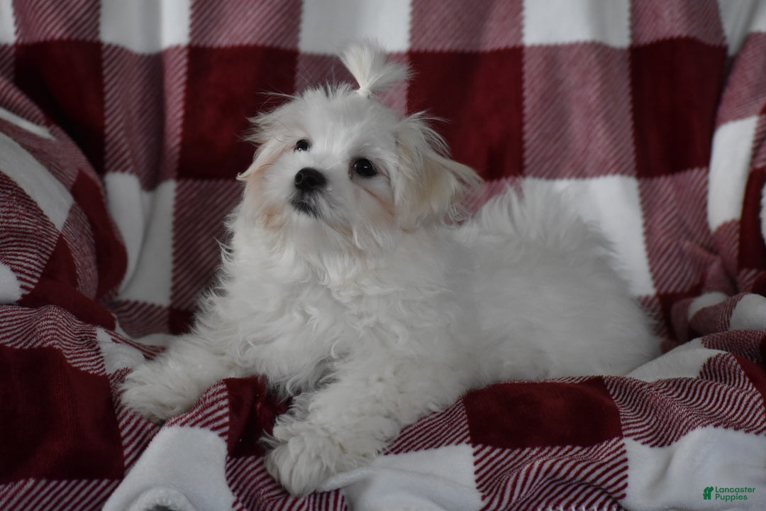 Maltese dogs for sale: Finley - Ad 9