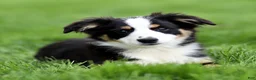 Miniature Australian Shepherd dogs for sale: Jake - Ad 5