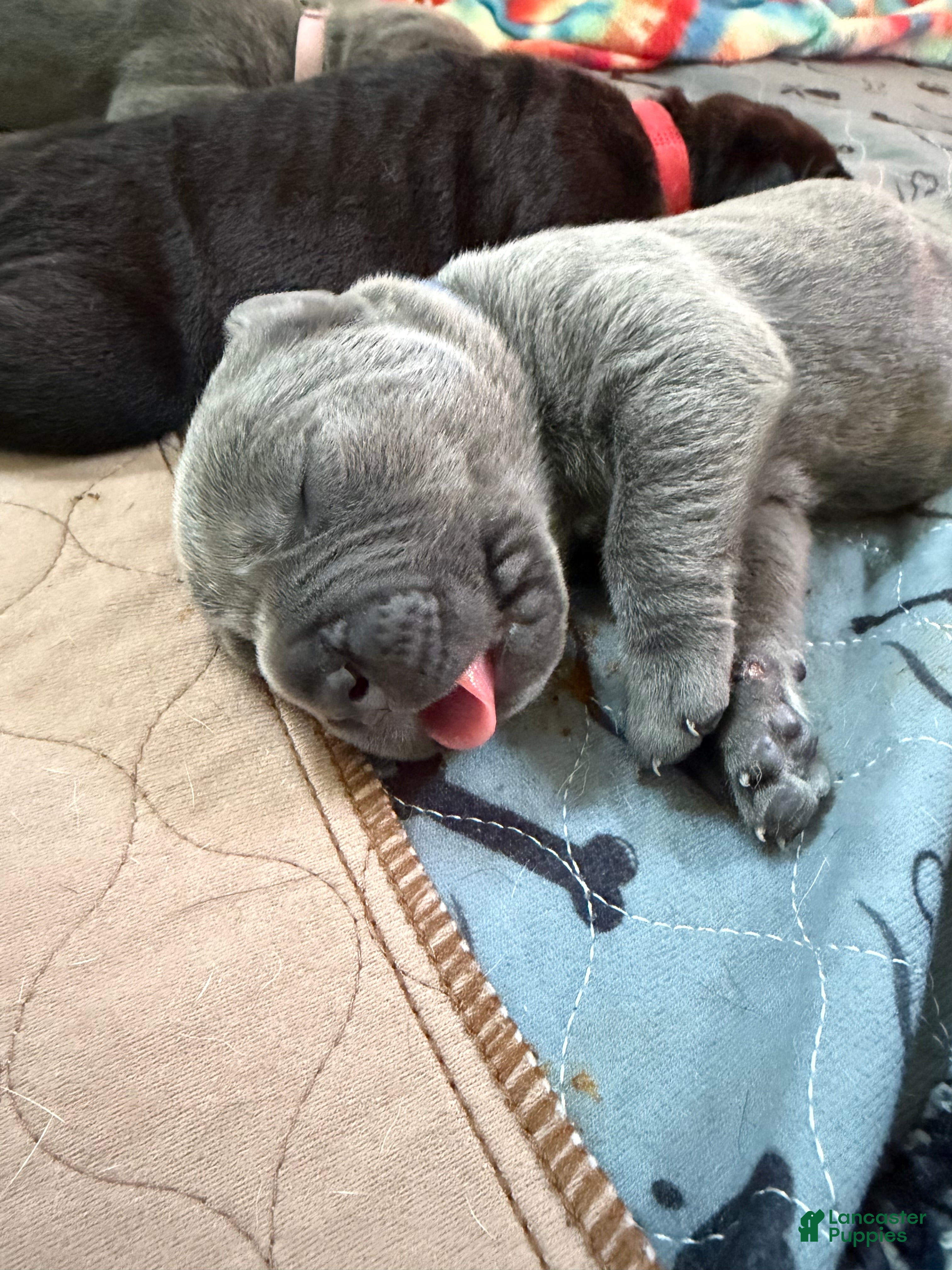 Cane Corso dogs Blue Collar  - Ad 1
