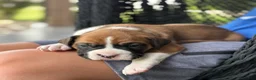 Boxer dogs for sale: Poppy - Ad 8