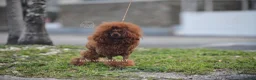 Toy Poodle dogs for sale: Elodie Red Teacup - Ad 11