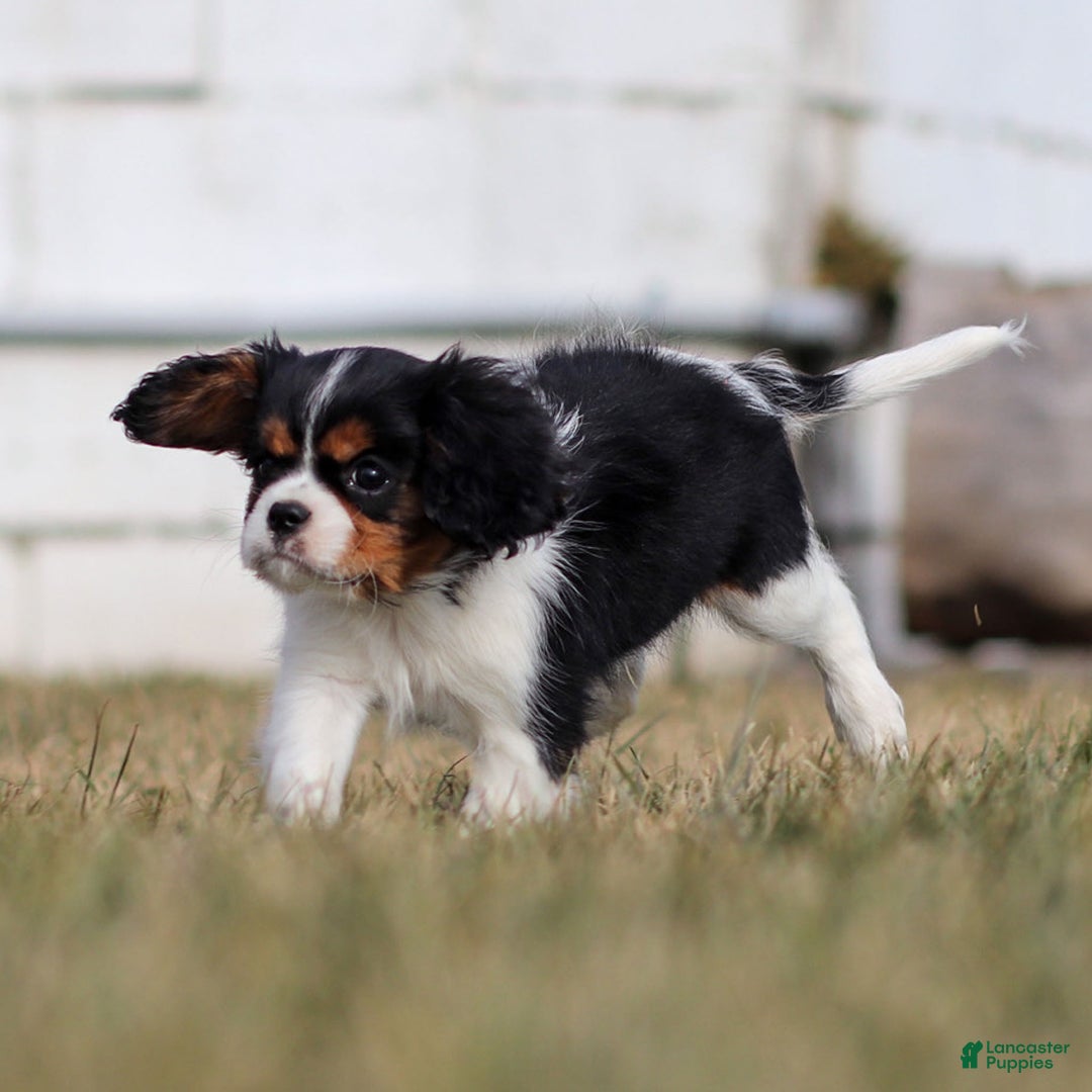 Cavalier King Charles Spaniel dogs for sale: Cassian - Ad 6
