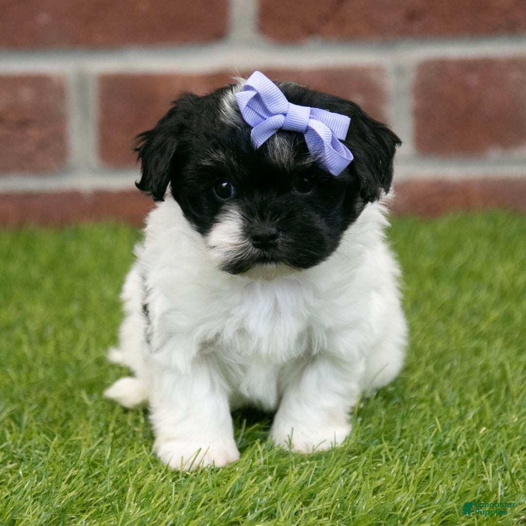 Havapoo dogs for sale: Sadie - Ad 1