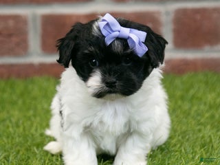 Havapoo dogs Sadie - Ad 38