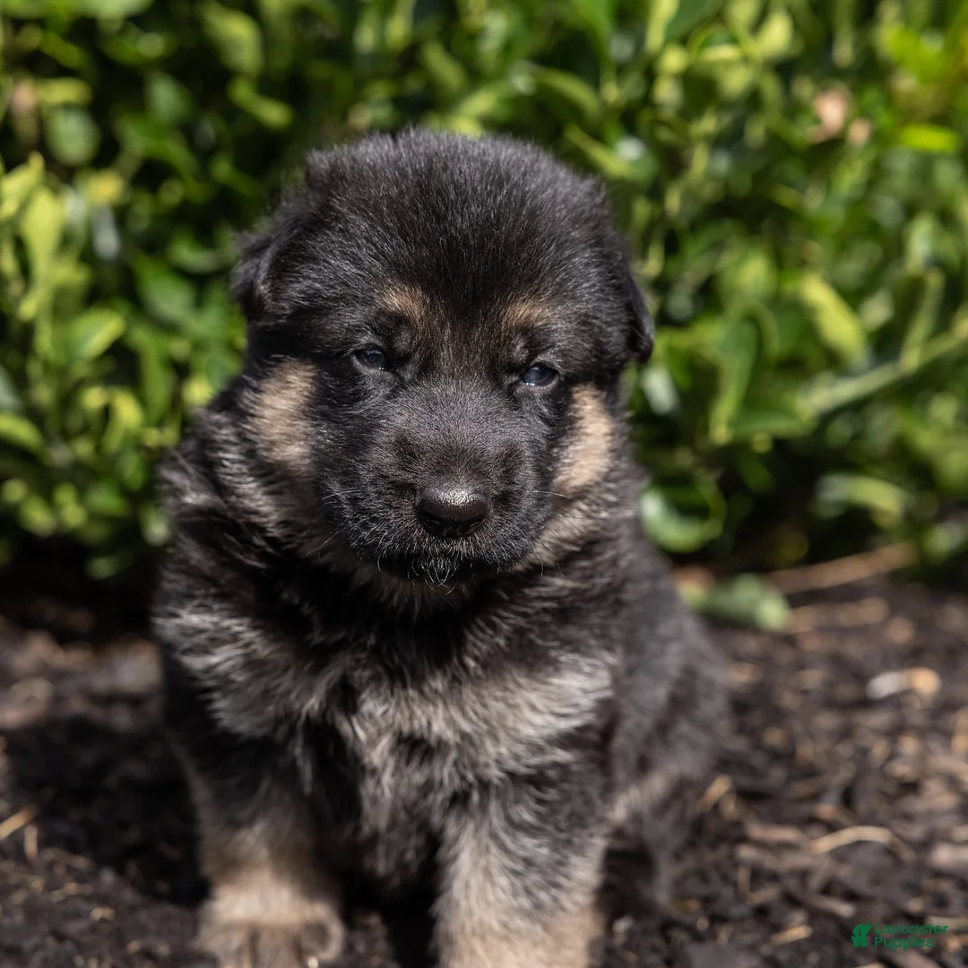 German Shepherd dogs for sale: Ollie - Ad 1