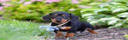 Miniature Dachshund dogs for sale: Rascal - Ad 4