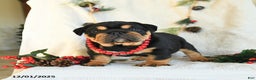 English Bulldog dogs for sale: Tuxedo - Ad 5