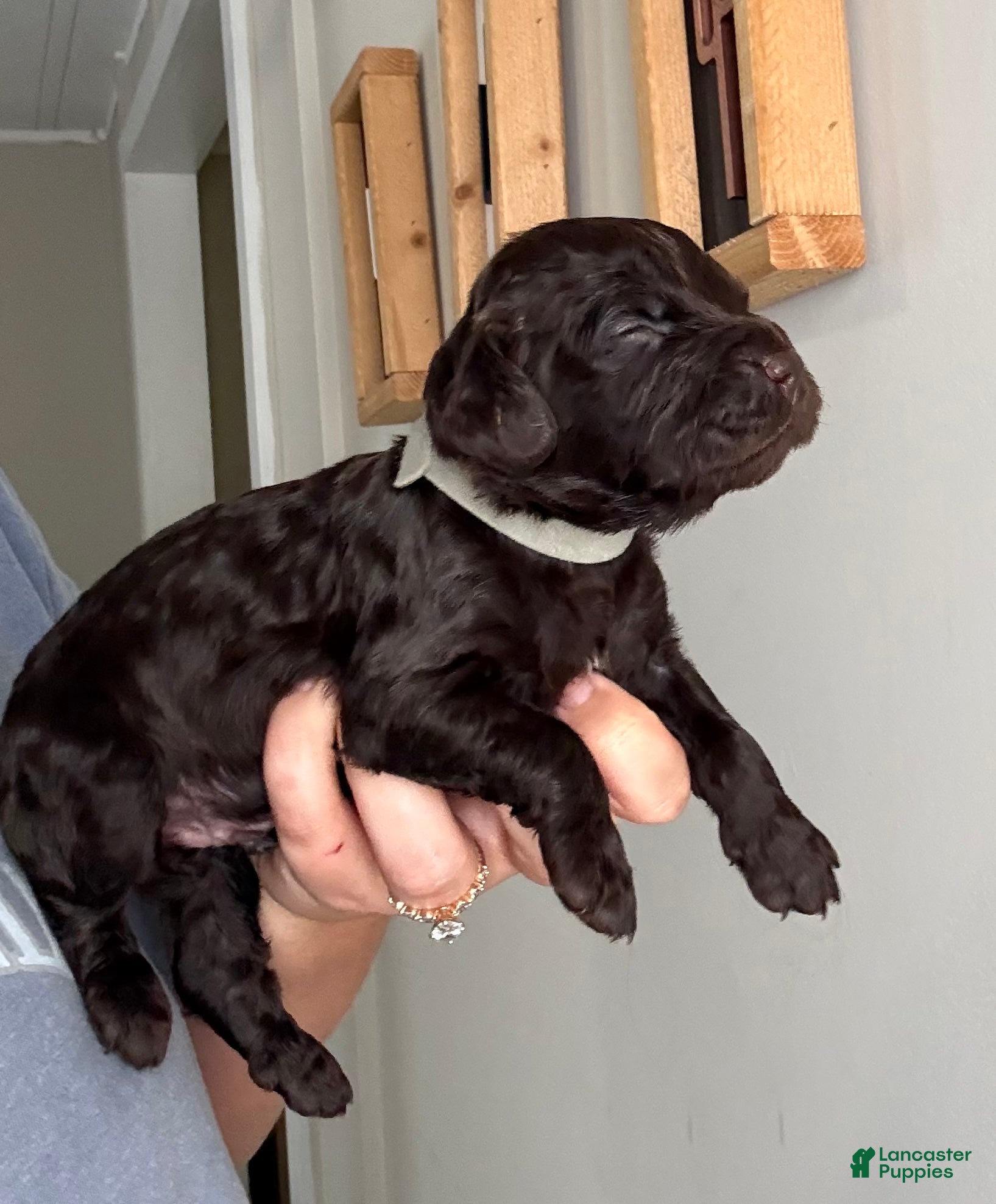 Boykin Spaniel dogs Gray Collar-Male - Ad 6