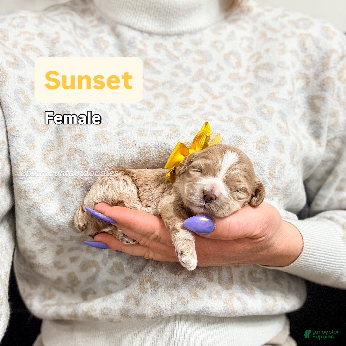 Mixed Breed dogs Sunset - Ad 19