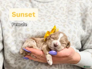 Mixed Breed dogs Sunset - Ad 8