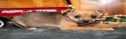 Chihuahua dogs for sale: Ayla - Ad 3