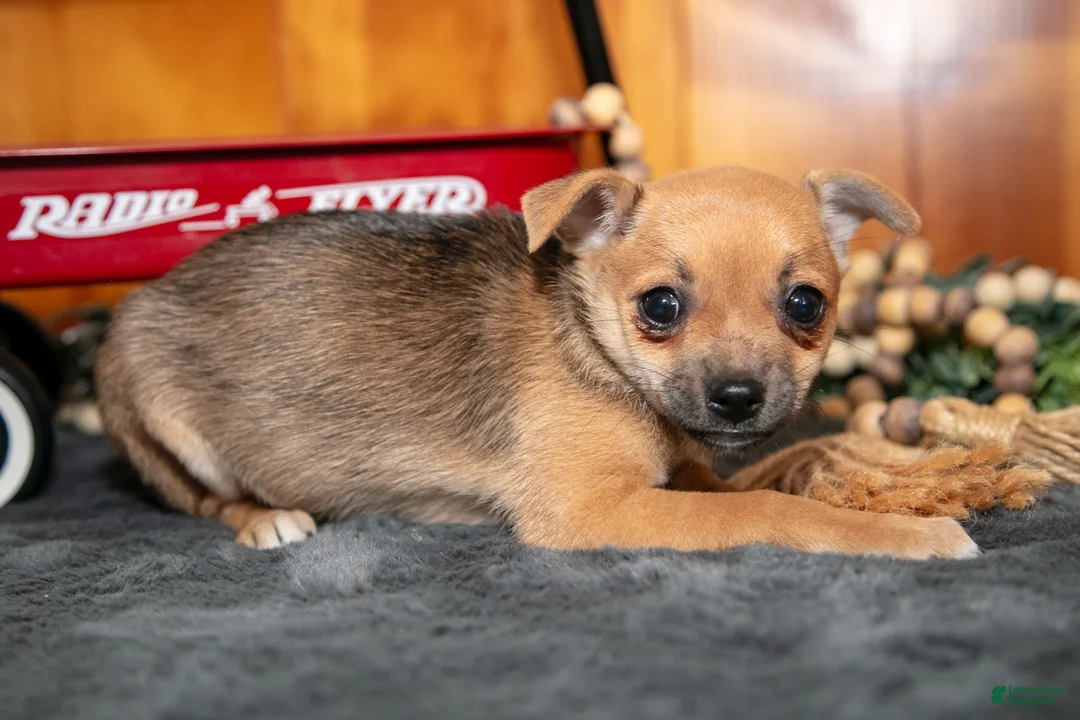 Chihuahua dogs for sale: Ayla - Ad 3