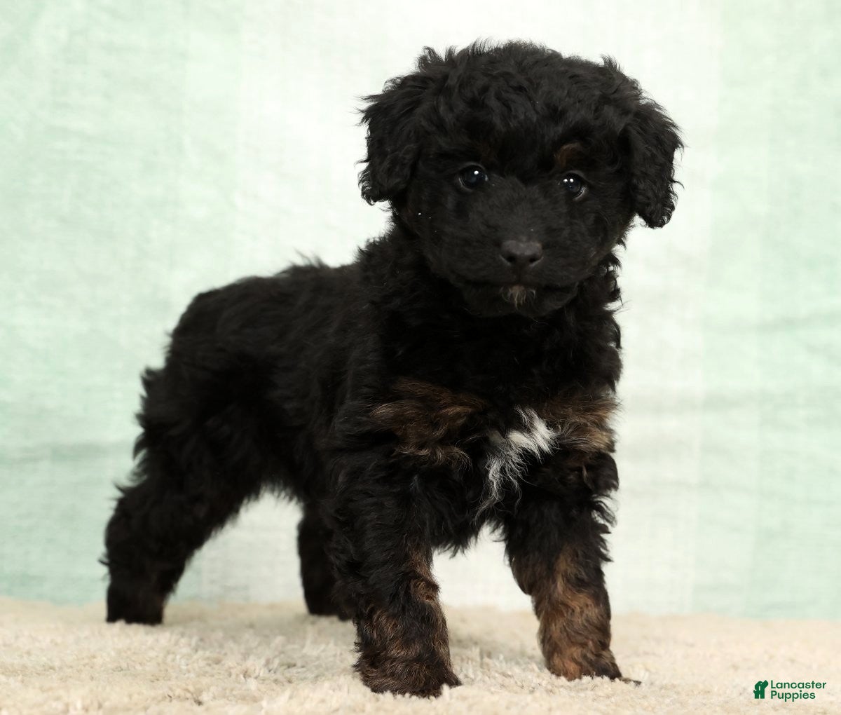 Mini Aussiedoodle dogs Barney - Ad 15