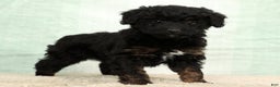Mini Aussiedoodle dogs for sale: Barney - Ad 1