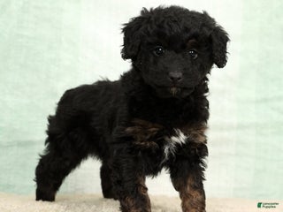 Mini Aussiedoodle dogs Barney - Ad 42
