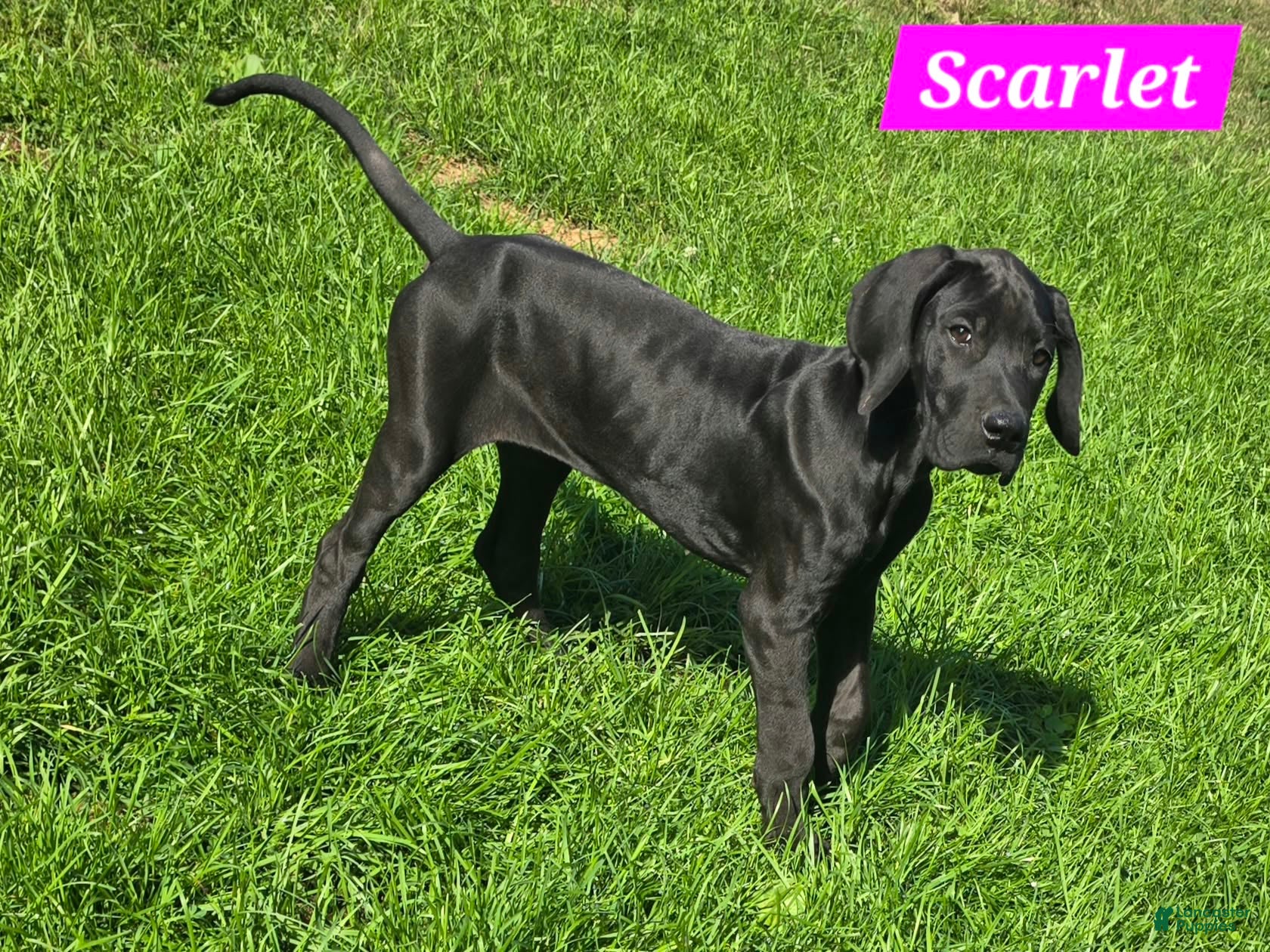 Scarlet