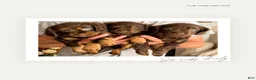 Mixed Breed dogs for sale: Chip - Ad 9