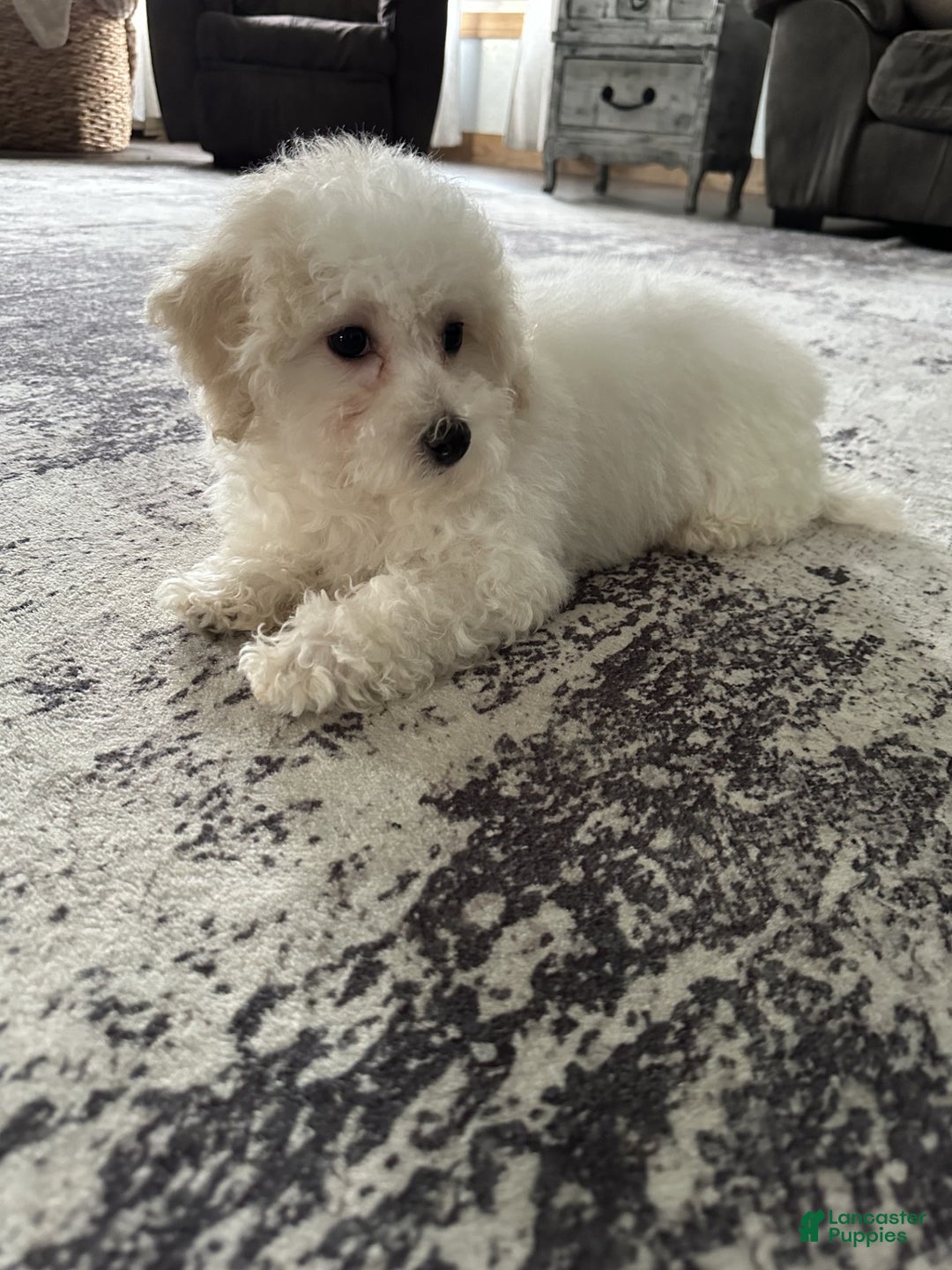 Bichpoo dogs for sale: wendy - Ad 4