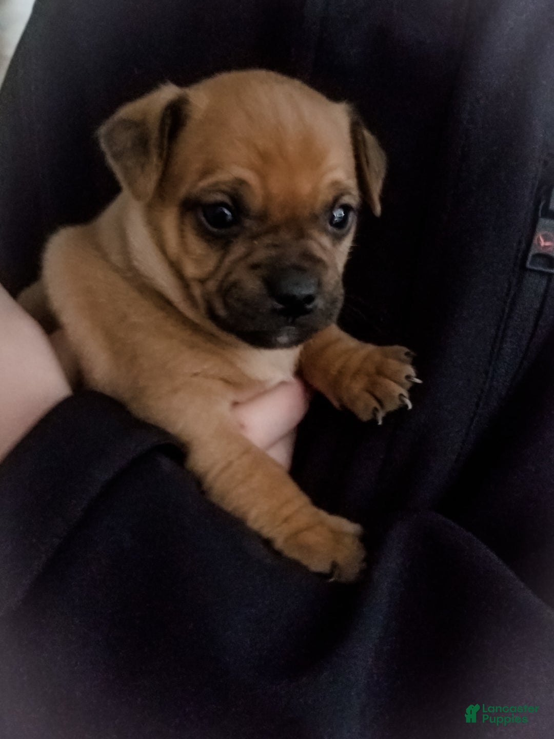 Gallery Image {{count}}