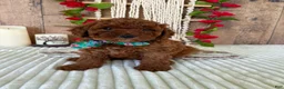 Mini Goldendoodle dogs for sale: Mr. Sunshine - Ad 14