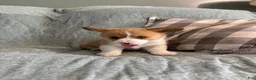 Welsh Corgi Pembroke dogs for sale: Welsh Corgi Pembroke 2 - Ad 4