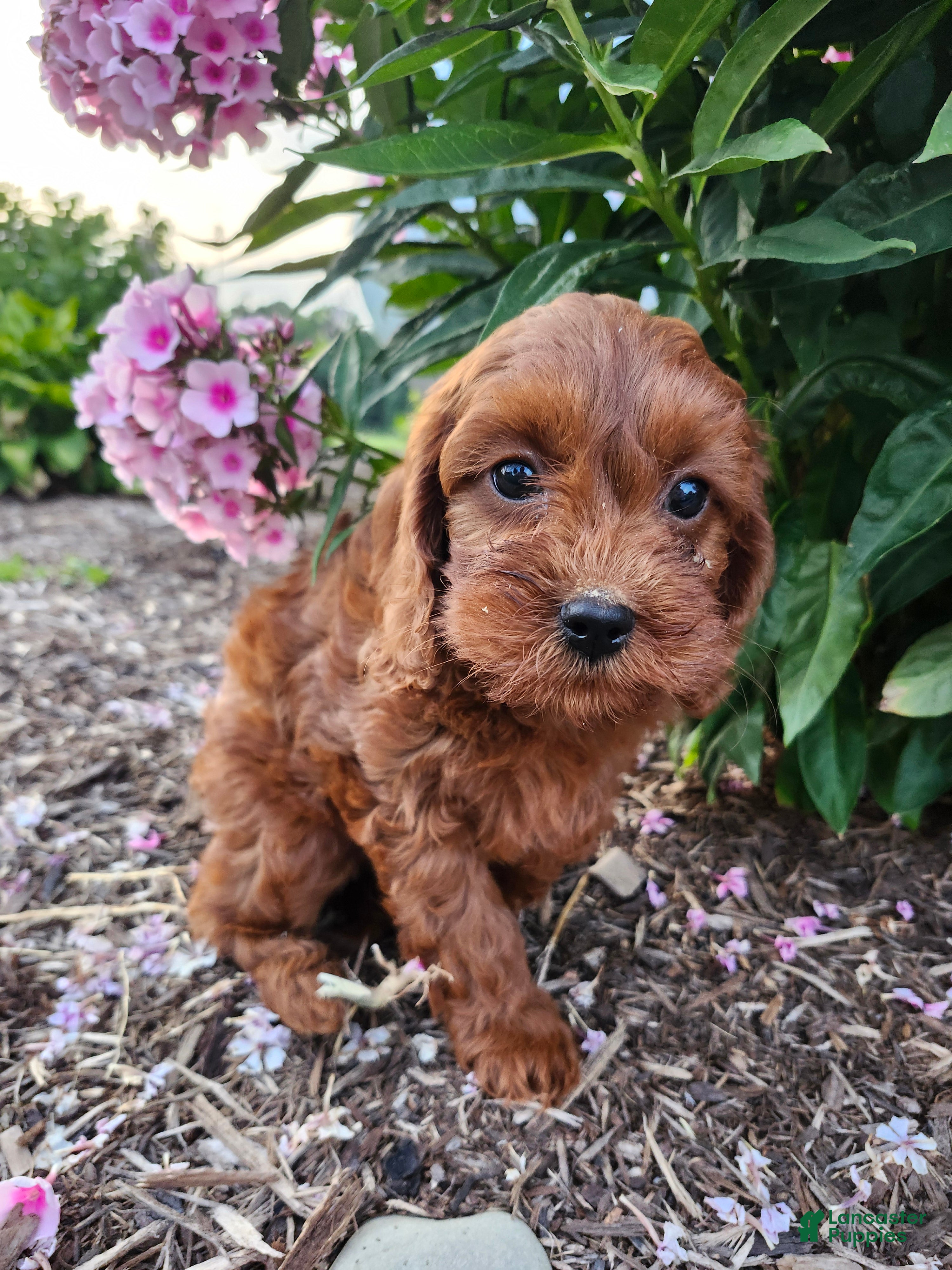 Cavapoo dogs Fiona  - Ad 1