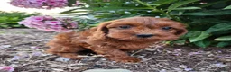 Cavapoo dogs for sale: Fiona  - Ad 1