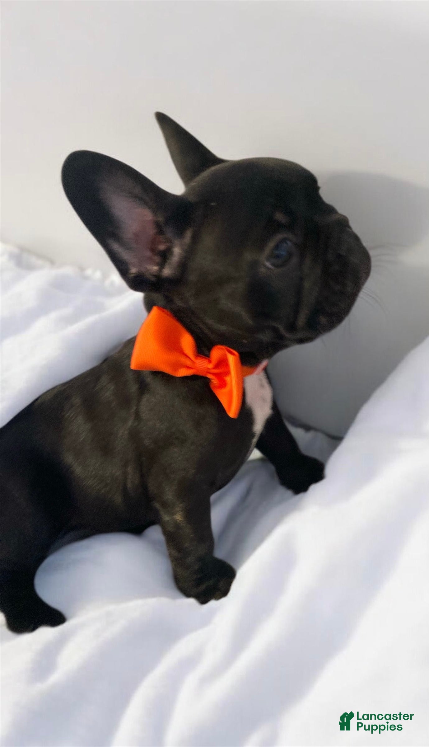 French Bulldog dogs Coal - Ad 25