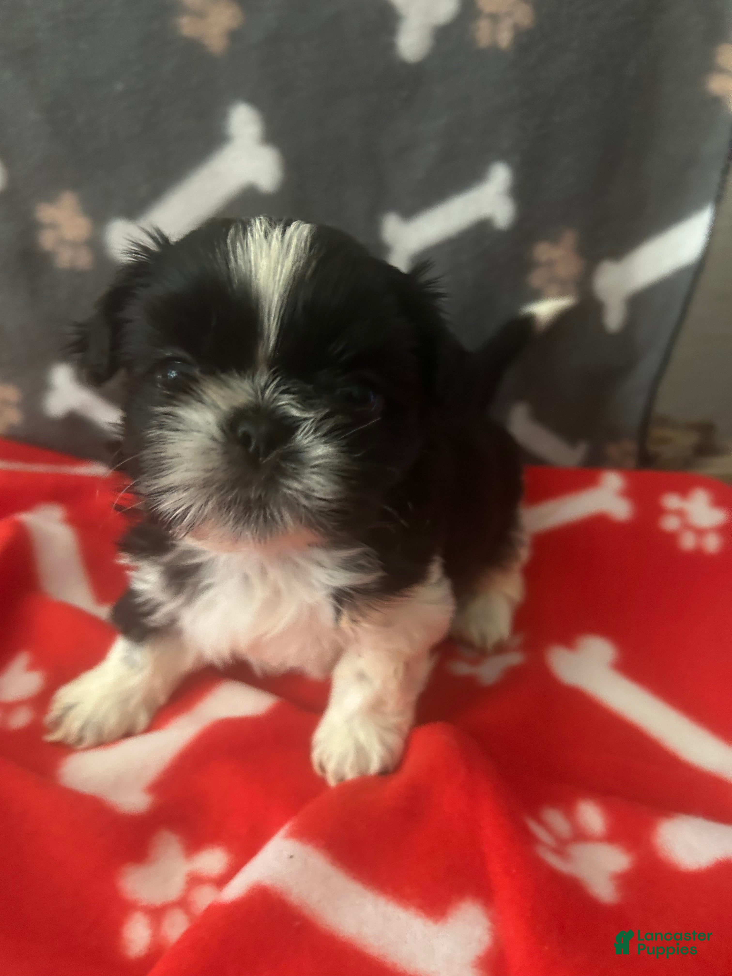 Shih Tzu dogs Shih Tzu 1 - Ad 4