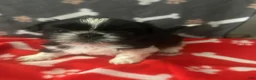 Shih Tzu dogs for sale: Shih Tzu 1 - Ad 1