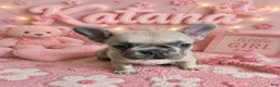 French Bulldog dogs for sale: Katana  - Ad 1