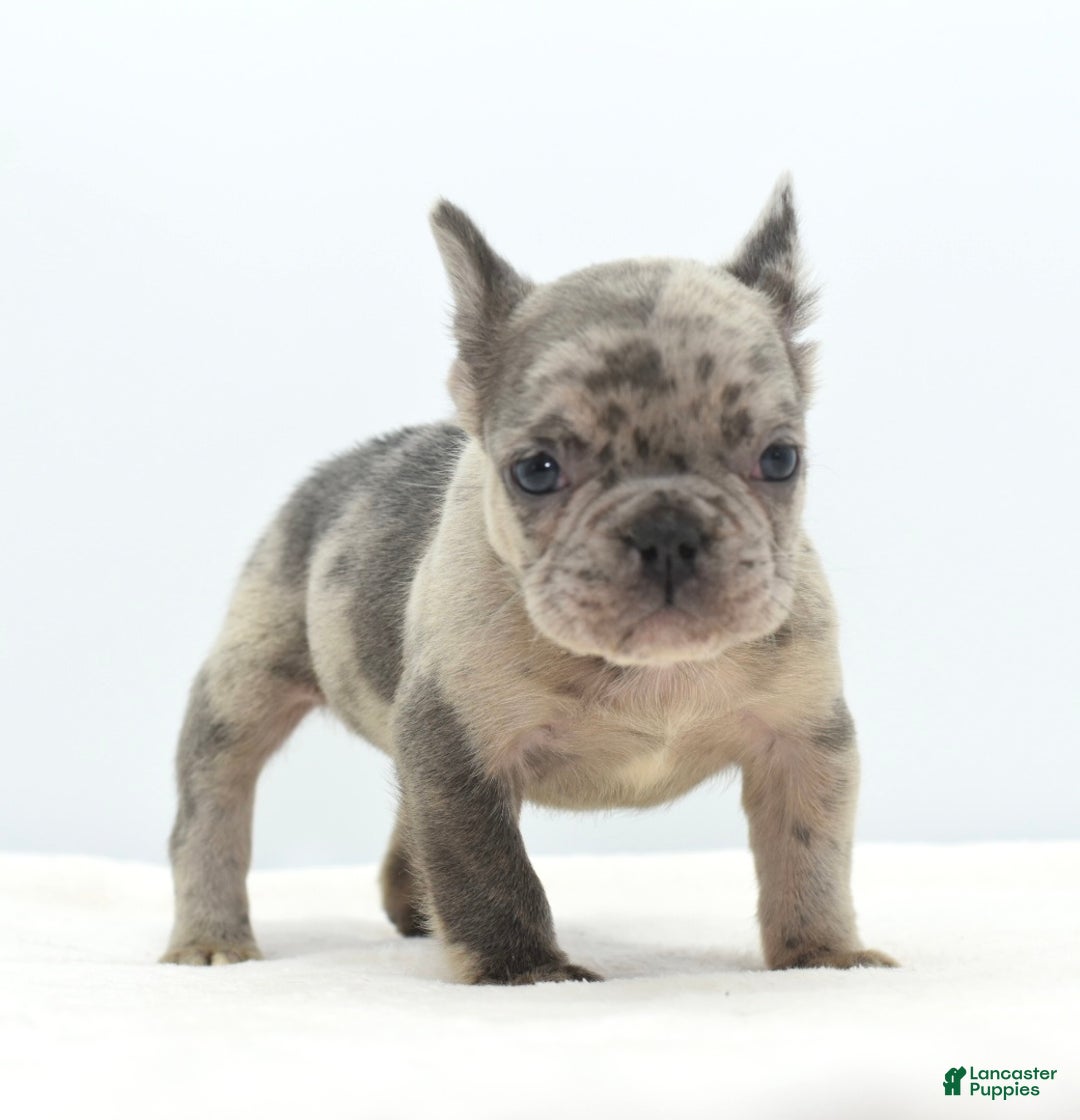 Mixed Breed dogs for sale: Hollywood merle blue  - Ad 4