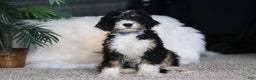 Mini Bernedoodle dogs for sale: Simon - Ad 1