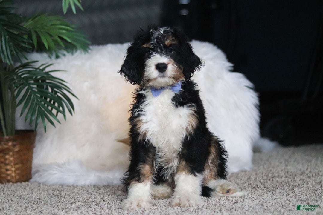 Mini Bernedoodle dogs for sale: Simon - Ad 1