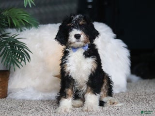 Mini Bernedoodle dogs Simon - Ad 38