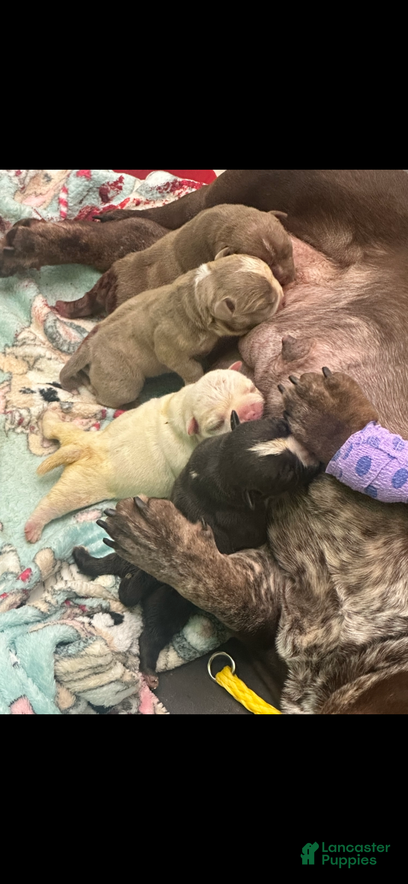 American Bully dogs American Bully 4 - Ad 32