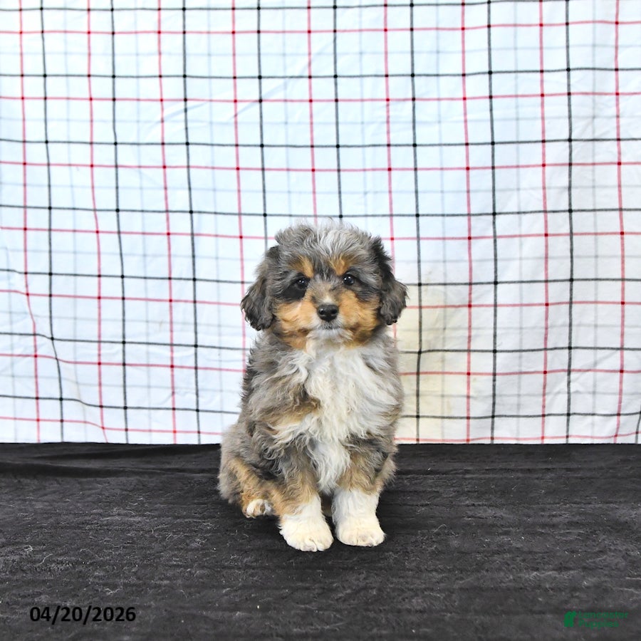 Mini Aussiedoodle dogs Wylie  EXRTA SMALL - Ad 1
