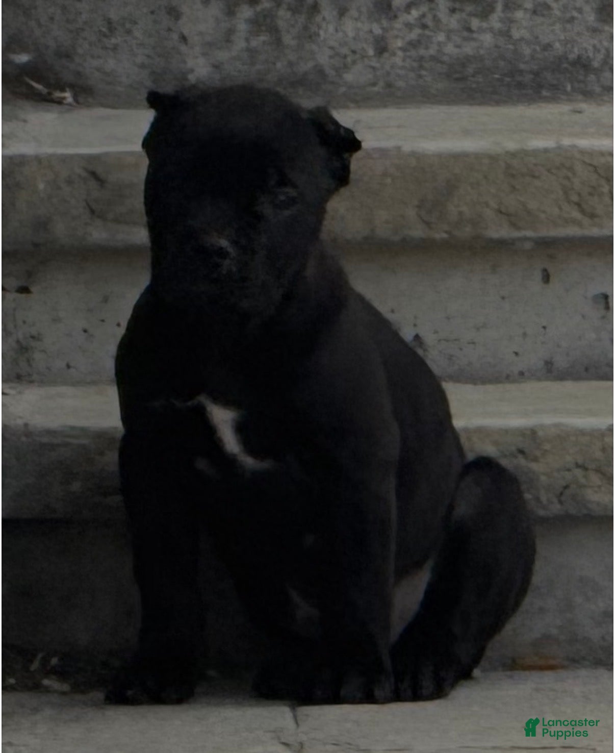 Cane Corso dogs Trouble - Ad 13