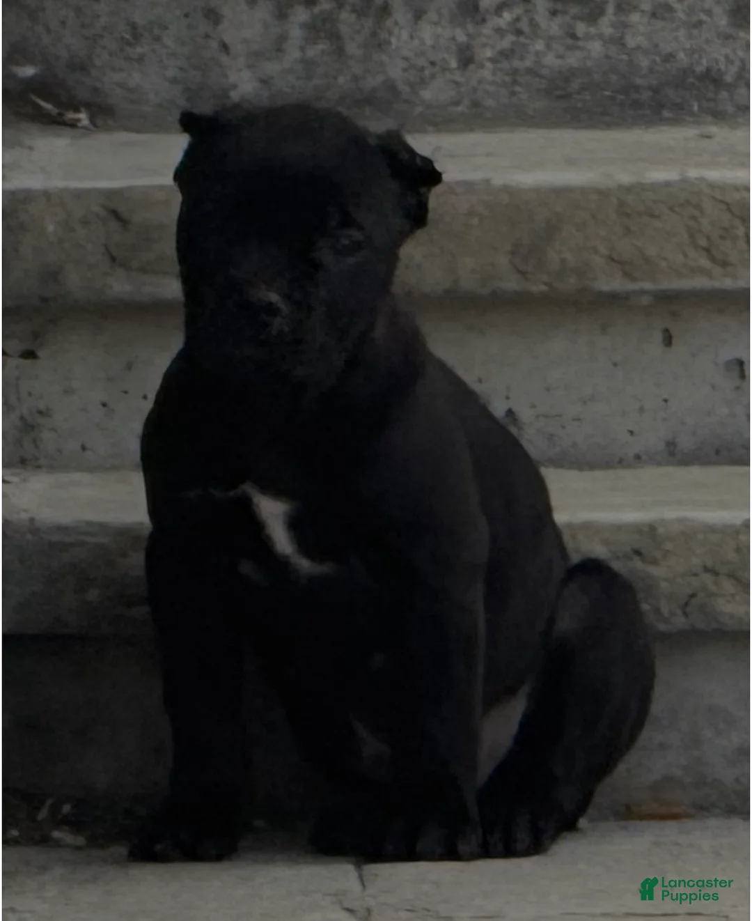 Cane Corso dogs for sale: Trouble - Ad 2