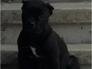 Cane Corso dogs Trouble - Ad 13